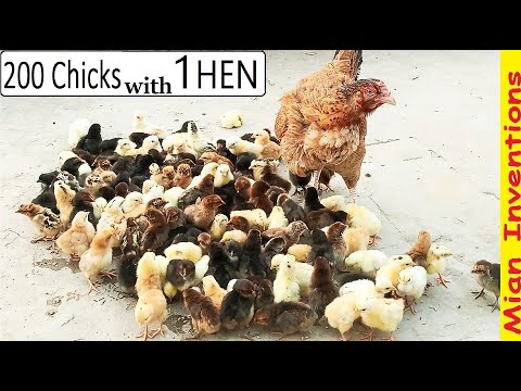 200 CHICKS with ONE HEN - Mature MURGI Hen HATCHED Eggs to 200 BABY CHICKS