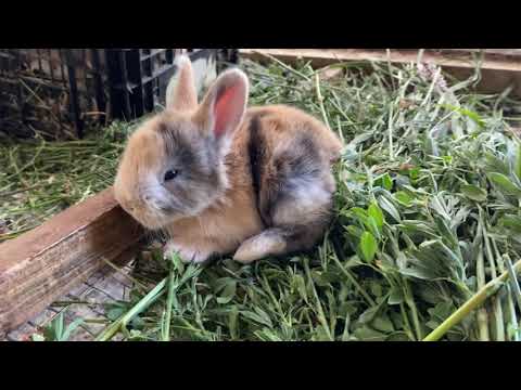 Mis conejitos gigante arlequín muy bonitos, futuros prospectos a semental de la granja