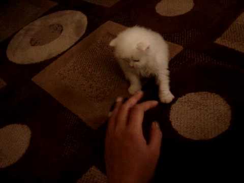 tiara baby - the day we got this kitty home