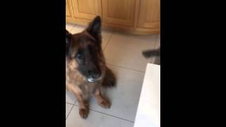 ByBenji Doggie Biltong Treats, “Please Sir May I have Some More!”
