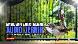 Download lagu Burung Ciblek SEMI Gacor NGEBREN Untuk Pancingan Ciblek dan MASTERAN BURUNG Kesayangan Anda mp3 Download lagu Burung Ciblek SEMI Gacor NGEBREN Untuk Pancingan Ciblek dan MASTERAN BURUNG Kesayangan Anda mp3