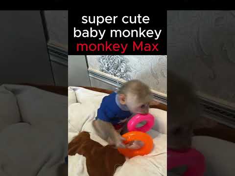 Happy monkey Max with toys #monkey #funnyanimal #Short