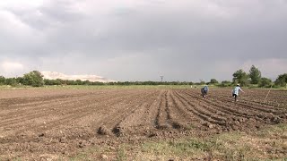 Հողը չի սպասում. Դվին գյուղ