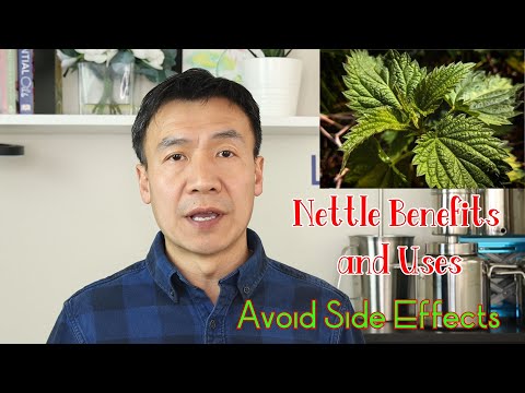 Stinging Nettle Benefits, Uses and Side Effects. Nettle Leaf or Root. How to Make Nettle Tea.