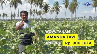 Download lagu BISI Sahabat Petani: Wow, Tanam Amanda Tavi Untung Rp. 900 Juta mp3