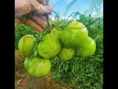Tomatoe Farmers in Namibia with Kynoch Fertilizer