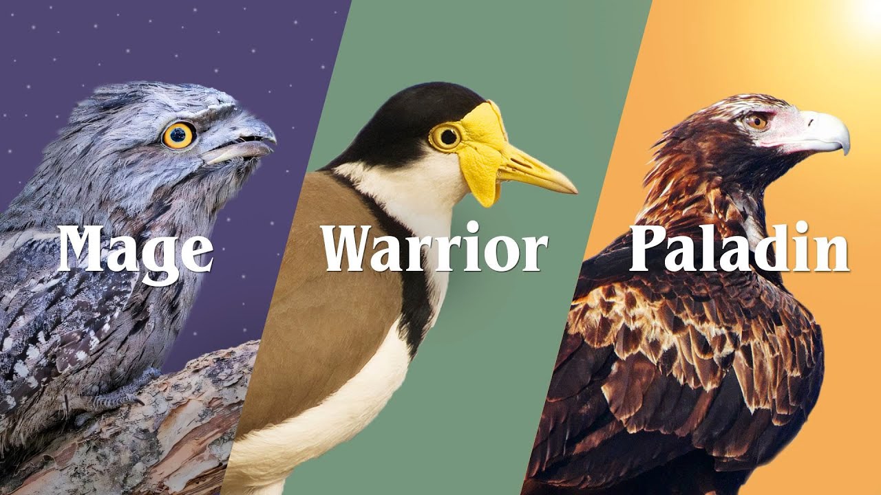 Australia's Most Common Birds - Part 2