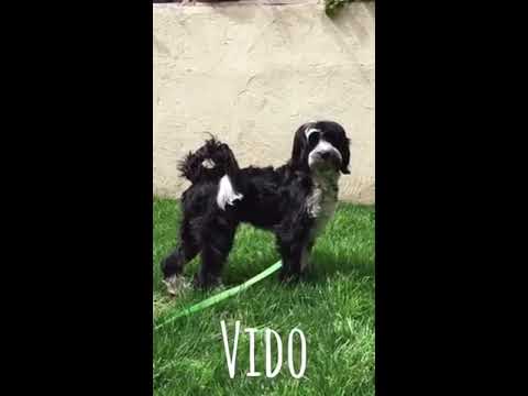 Vido, an adopted Tibetan Terrier in Pasadena, CA_image-1