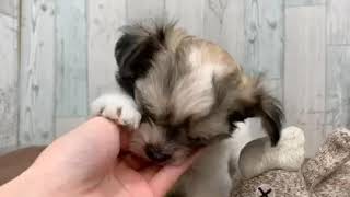 ハーフ犬の動画01