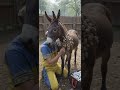 Veterinarian Examines Horse With Unusual Neck Growths At Animal Rescue Clinic