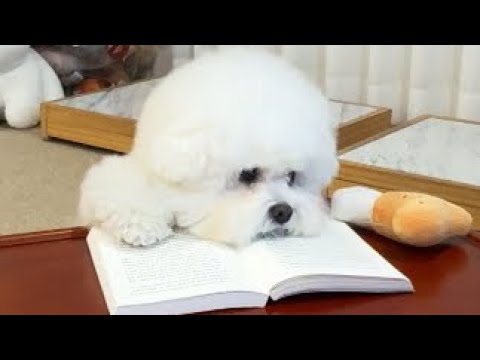 수업이 지루한 강아지 ㅋㅋㅋ