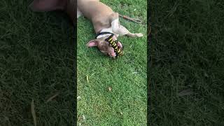 Video preview image #1 American Staffordshire Terrier Puppy For Sale in phoenix, AZ, USA