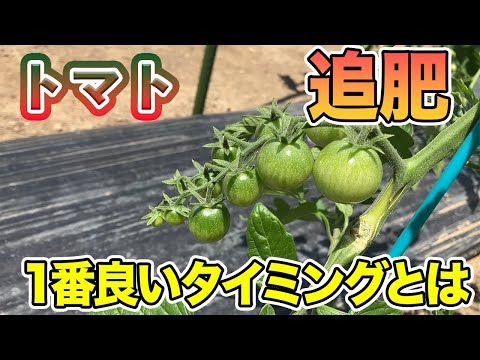 イラクサ肥料のトマトへの利点 2022