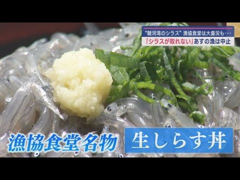 YouTube Video 「イワシだらけでシラスは1匹もいない」 駿河湾の特産品「シラス」が不漁 前向きな材料も…