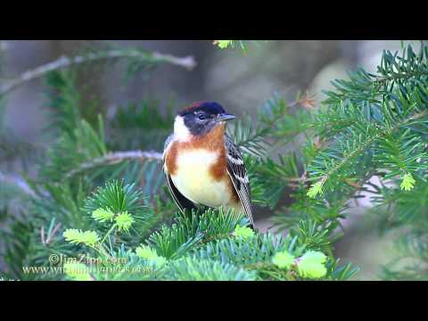 download lagu mp3 mp4 Bay Breasted Warbler, download lagu Bay Breasted Warbler gratis, unduh video klip Bay Breasted Warbler