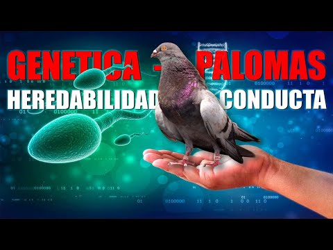 LA PALOMA, LA GENETICA y la HEREDABILIDAD de la CONDUCTA