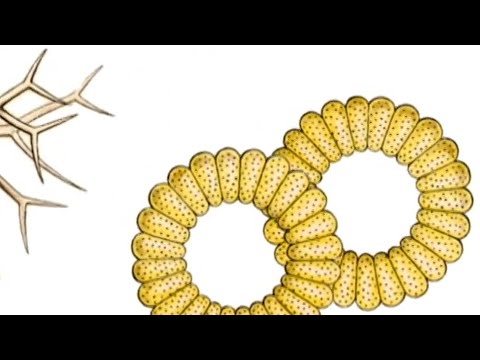 Kenji Williams - Kunstformen der Natur