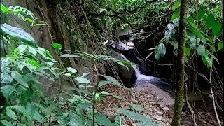 Download lagu terapi pengacor semua burung kicau kesayangan terlengkap dan ampuh durasi satu jam bosss cobalah.. mp3