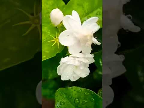 So beautiful flowers and short film