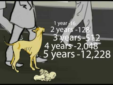 Sterilization of dogs from Romanian poor villages