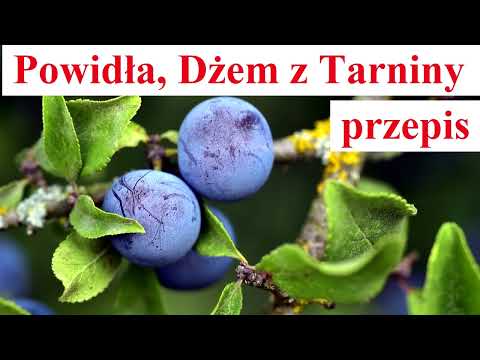 Jak przygotować Powidła/Dżem z Tarniny
