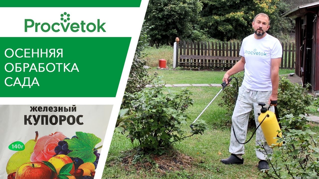 железным купоросом осенью. железный купорос 0,2кг. железный купорос для обработки деревьев. обработка железным купоросо. раствор железного купороса.