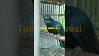 Download lagu burung tuwu sulawesi mp3 Download lagu burung tuwu sulawesi mp3