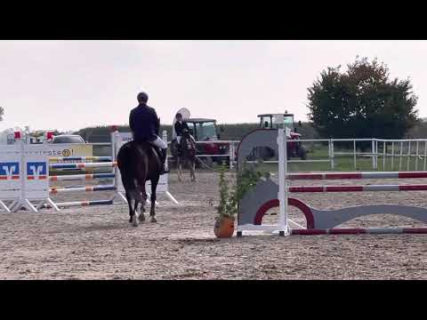 ZARA BLUE (5yo Zirocco Blue) 9.20.21 Langenau - SPF A** 8,3