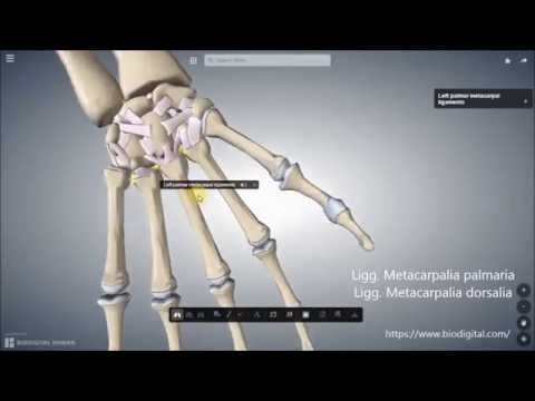 Gymnastik Norbekova Gelenke Herniation in der Halswirbelsäule Grund