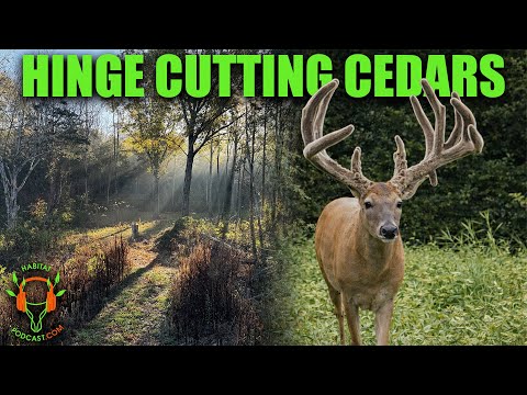 The Habitat Strategy Behind Growing a 179” Tennessee Buck