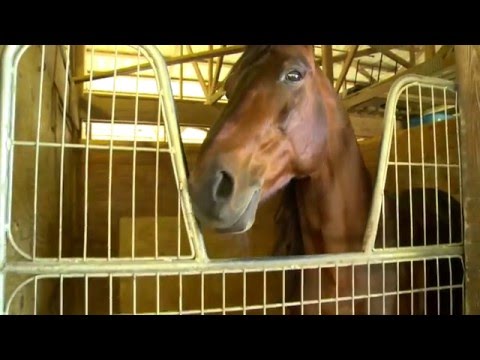 2016 Chats with Champs - Dr. Ian Moore