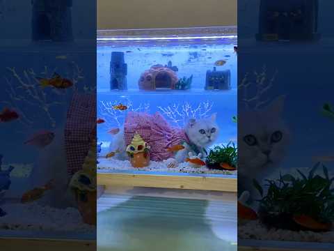 Un acuario solo para el gatito.