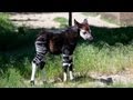 Baby Okapi Starts To Explore