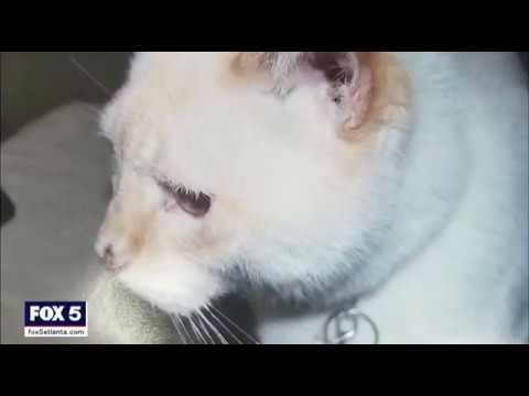 Gov't Sends Cat That's Been Dead for 12 Years Voter Registration Card