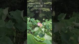 2023.07.08 三木山中の蓮のお寺(密教院・善祥寺/真言宗御室派)