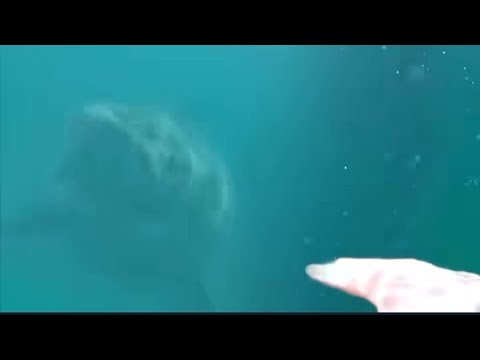 Close Encounter With A Massive Great White Shark