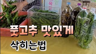 풋고추 맛있게  삭히기!!  삭힌고추 맛있게 먹는법