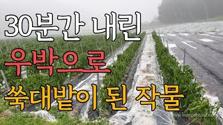 예상치 못한 우박 폭탄으로 인해 다 죽은 농작물....