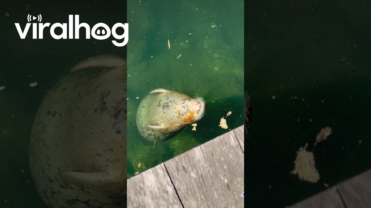 Video thumbnail for Seal Floats Without a Care in the World || ViralHog