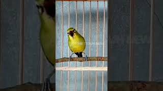 Download lagu PLECI DAKUN GACOR TEMBAKAN RAPAT #Shorts mp3