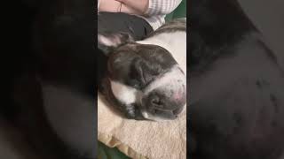 寝顔は天使です☺️　"Sleepin face is an angel"　#shorts