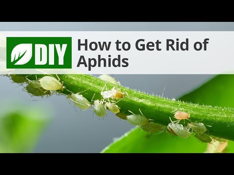  How to Get Rid of Aphids Video 