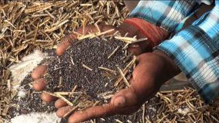 Mustard farm in Hisar, Haryana