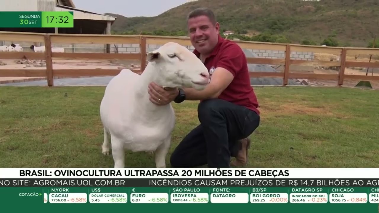 Brasil: ovinocultura ultrapassa 20 milhões de cabeças