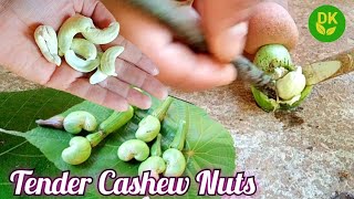 Tender Cashew Nuts | How to Remove Cashew Nuts Shell | ಎಳೆಯ ಗೋಡಂಬಿ