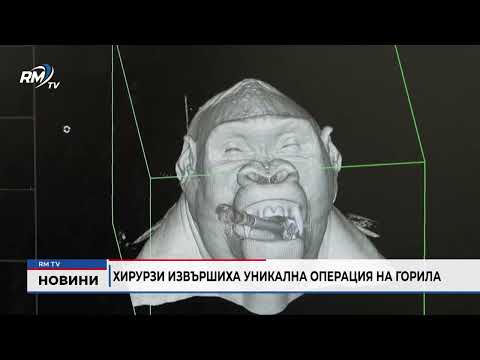 Хирурзи извършиха уникална операция на горила