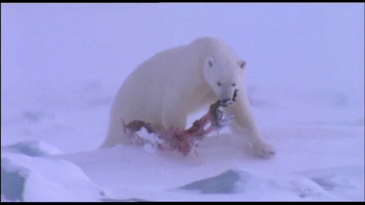 Most polar bear cubs do not survive past their 1st birthday