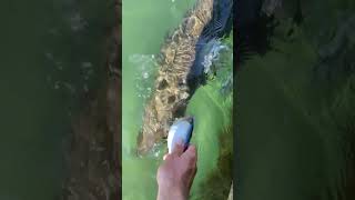 Giant fish Feeding #fishing #fish #shorts #shortvideo #gameon #tiktok #viral #trending #newshorts