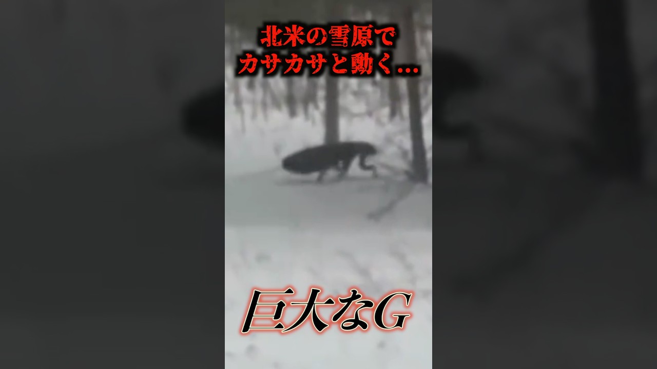 規格外のあの生物が撮影される…#uma #未確認生物 #未確認生命体