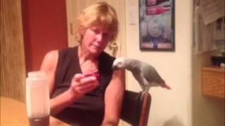 Keen (African Grey parrot) using sign language (YES, sign language) Eposide 1
